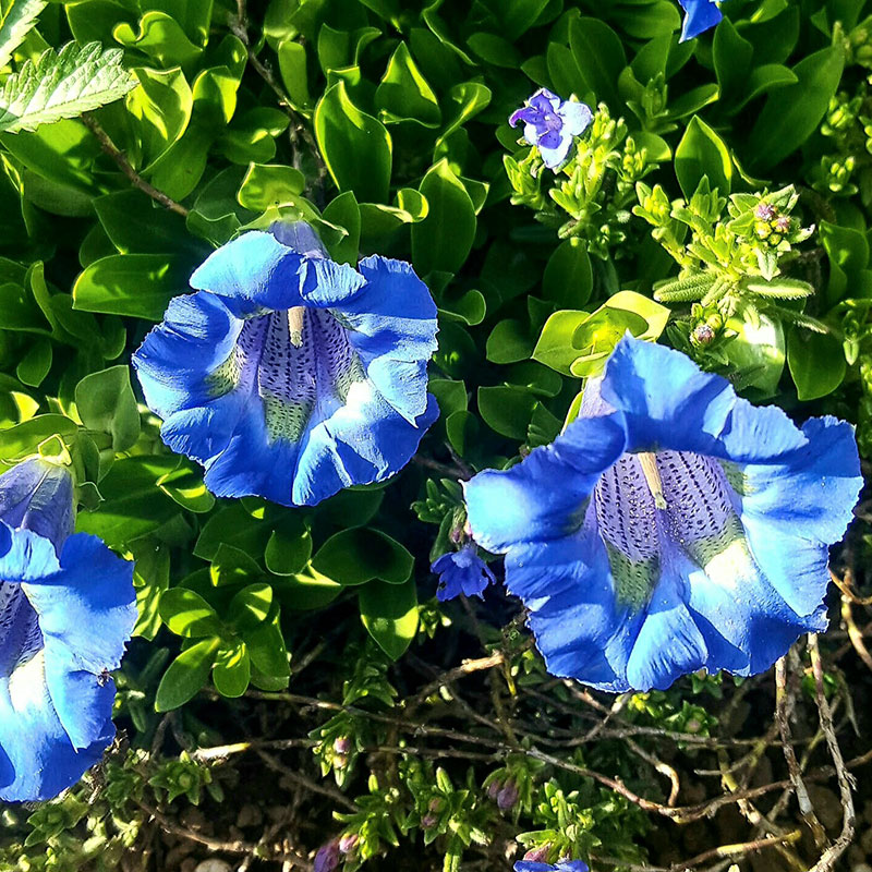 Alpine flowers