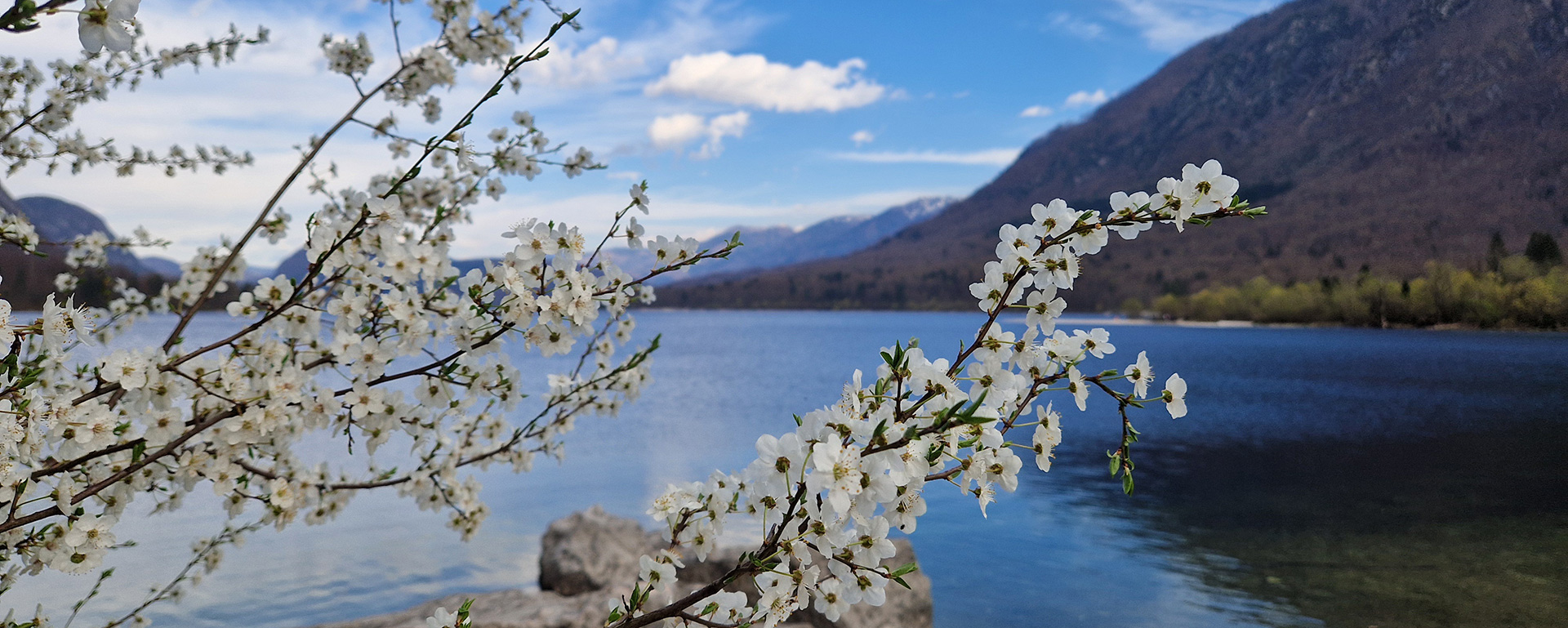 Spring blossoms overlooking Lake Bohinj in the Julian Alps, Slovenia.